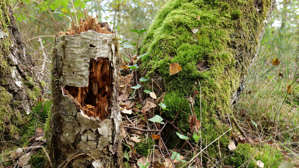 Souche de bois mort