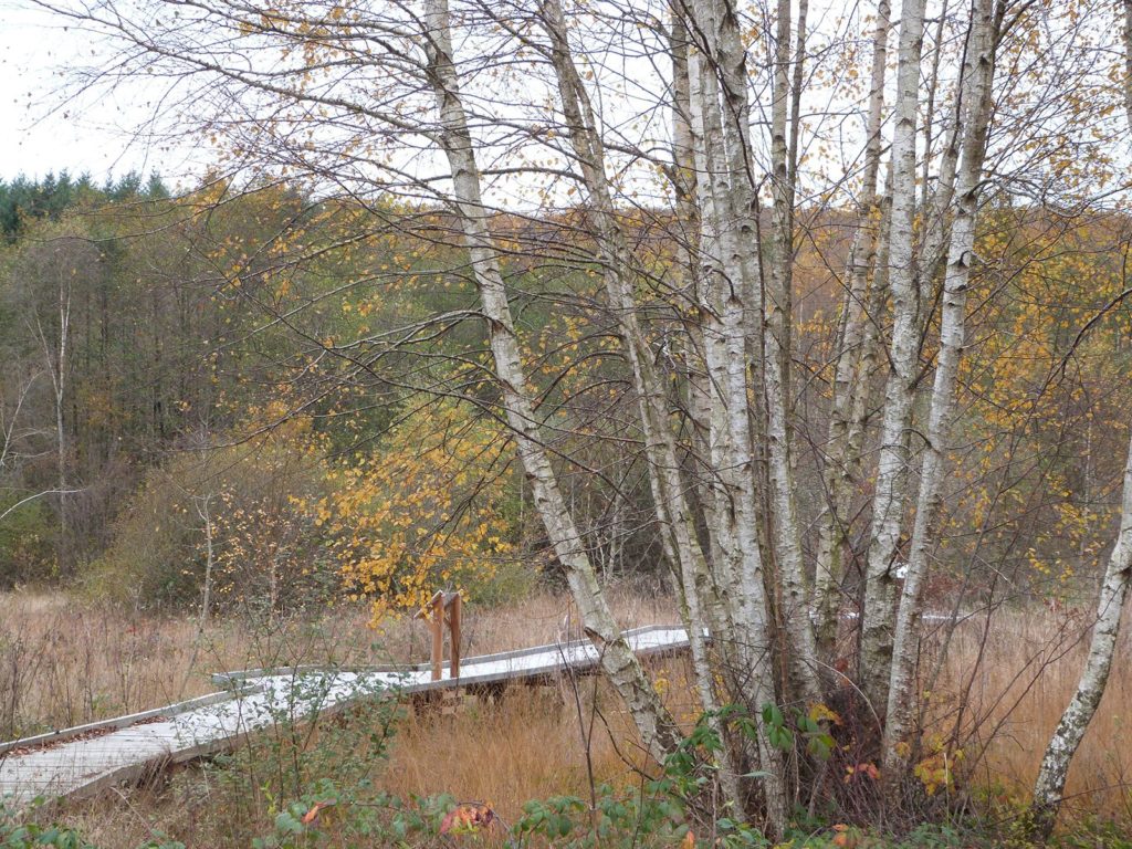 Sentier aménagé sur pilotis