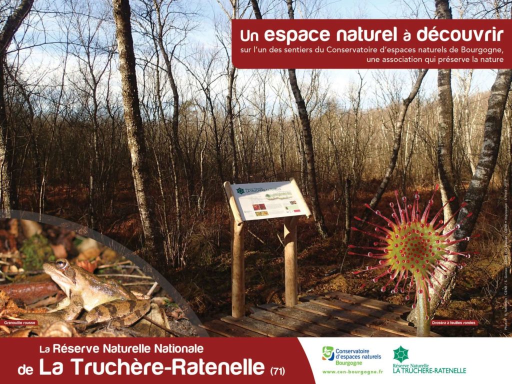 La tourbière de la Réserve Naturelle Nationale de La Truchère Ratenelle, sa faune et sa flore