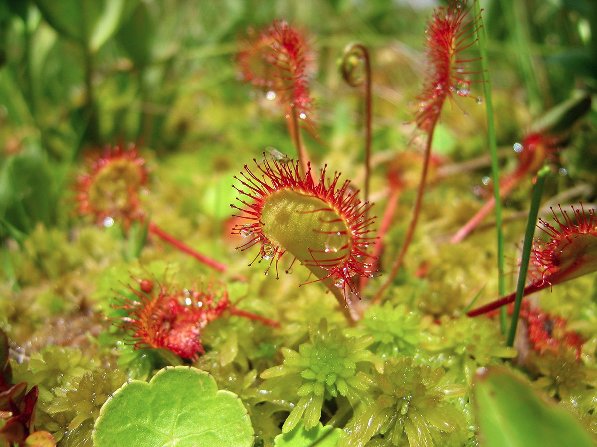 Drosera à feuilles rondes