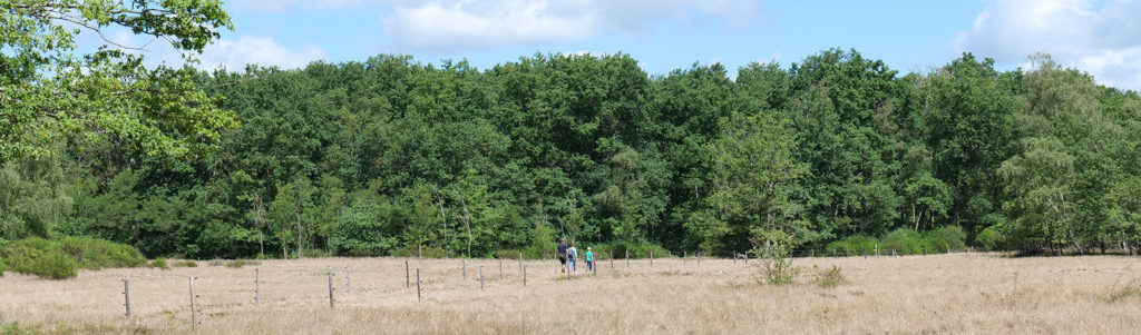 La Réserve Naturelle Nationale de La Truchère Ratenelle