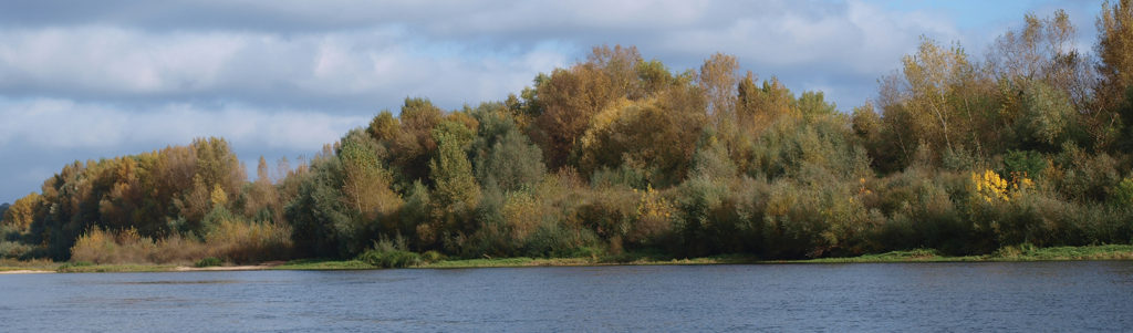 Forêt de bord de Loire