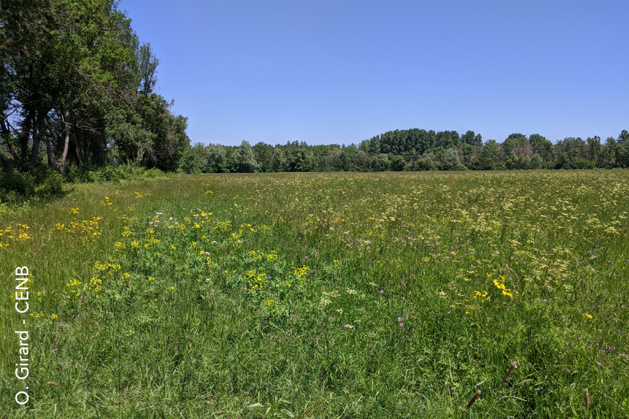 Prairie inondable à Ouroux-sur-Saône