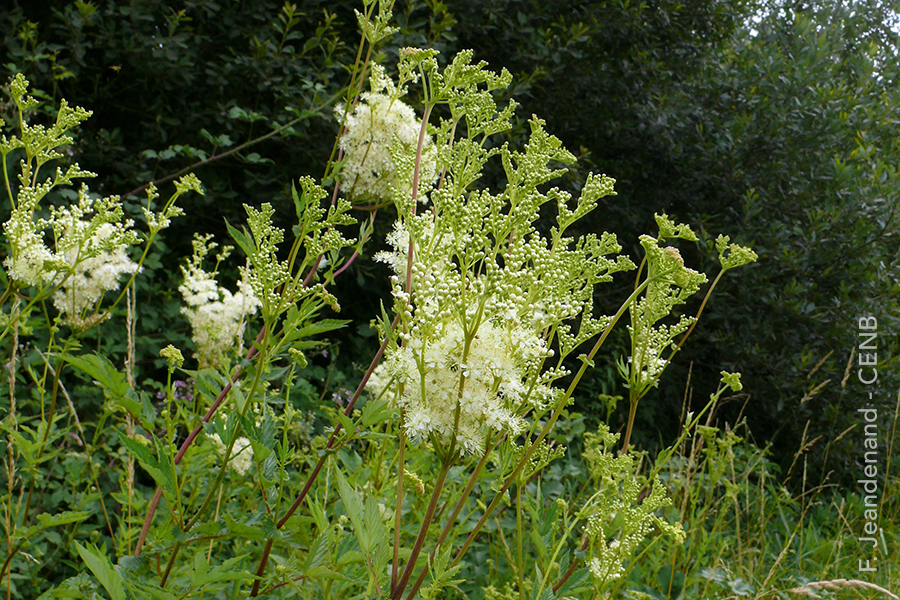 Plante des prairies humides