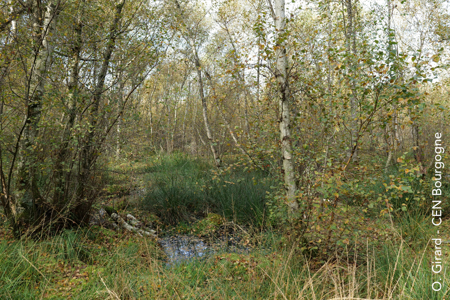 Tourbière humide de la Réserve Naturelle Nationale de La Truchère Ratenelle