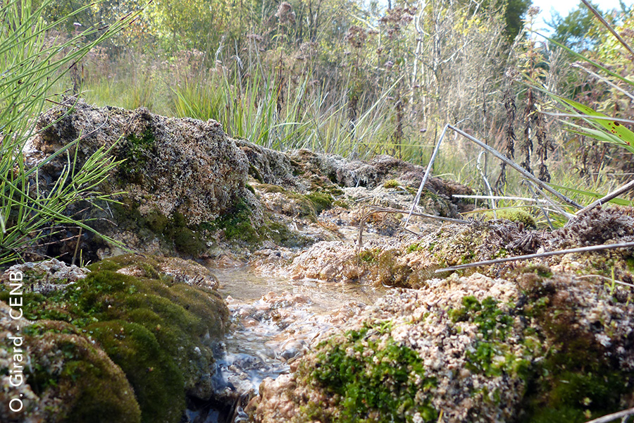 Vasque dans un marais tufeux