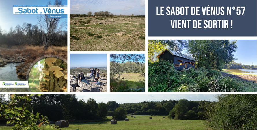 Images du Sabot de Vénus n°47