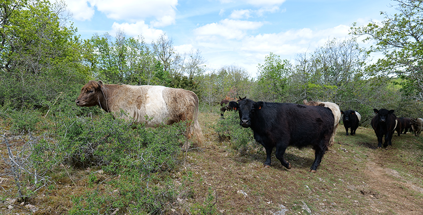 Vaches Galloway du troupeau du Conservatoire de Bourgogne